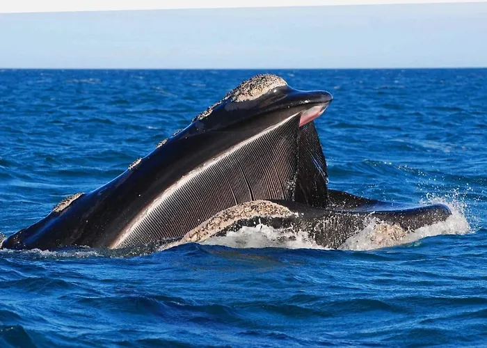 El Canto de la Ballena Loft